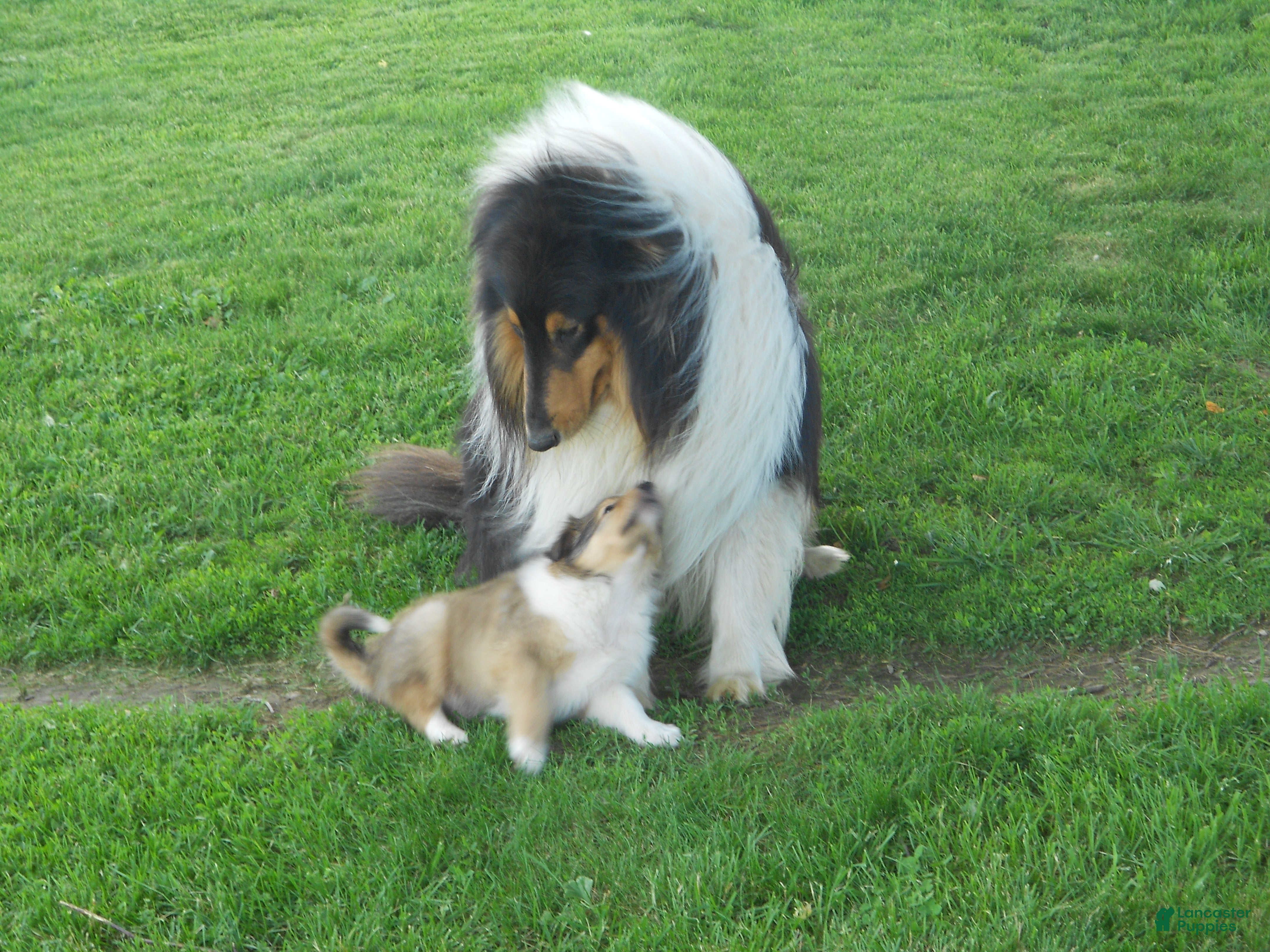 Collie dogs for sale: Bobby - Ad 3