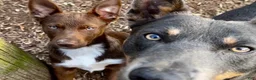 Australian Kelpie dogs for sale: Australian Kelpie 1/4 Mcnab Border Collie - Ad 13