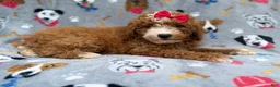 Mini Goldendoodle dogs for sale: Lucy - Ad 6