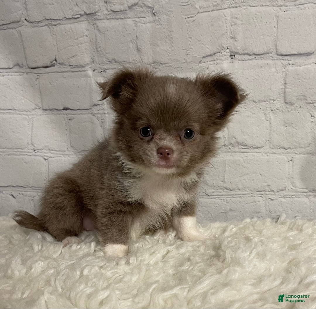 Chihuahua dogs for sale: Chihuahua Puppy 2 - Ad 6