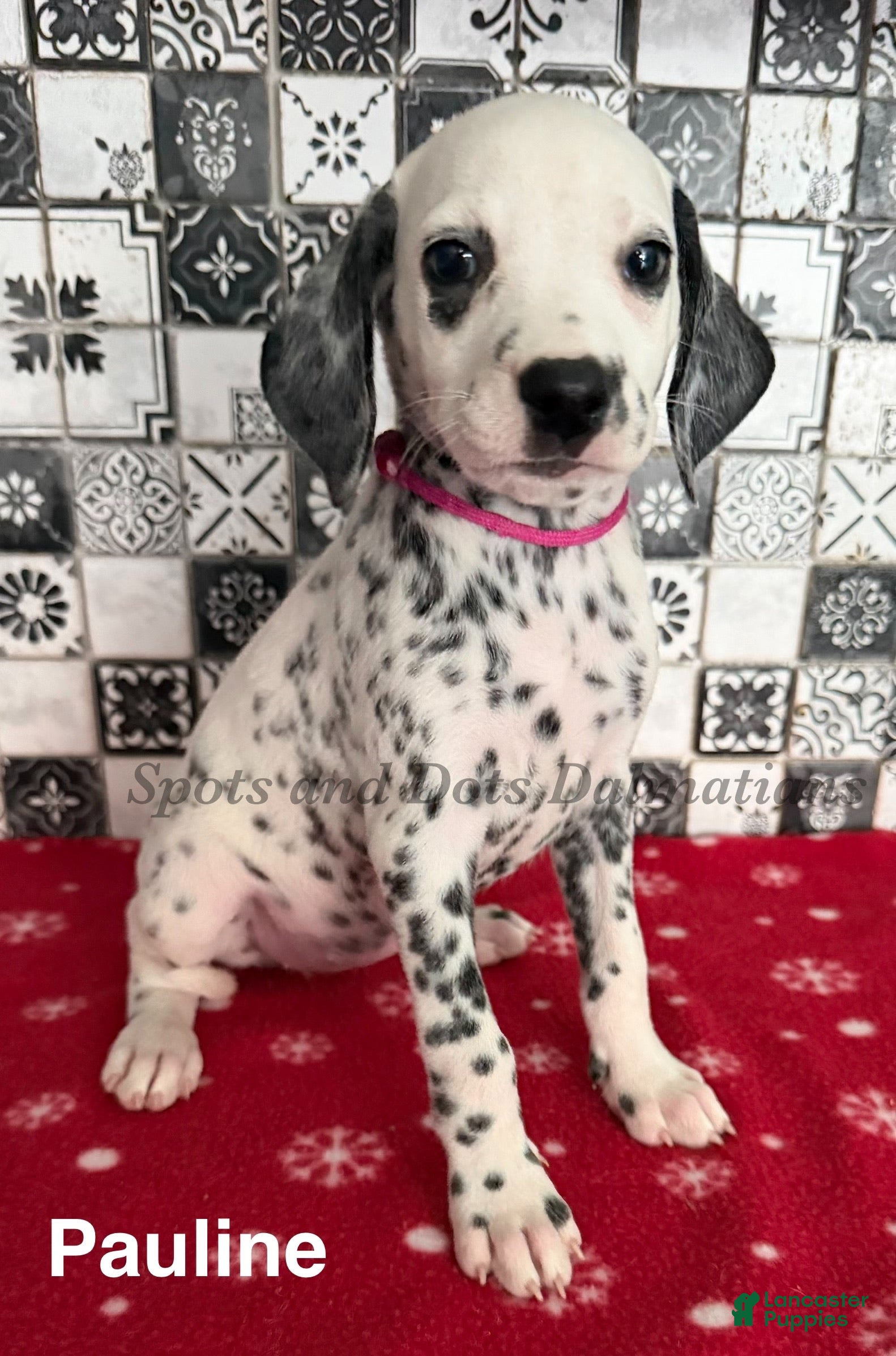 Dalmatian dogs Pauline - Ad 1