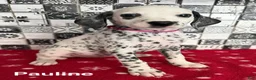 Dalmatian dogs for sale: Pauline - Ad 1