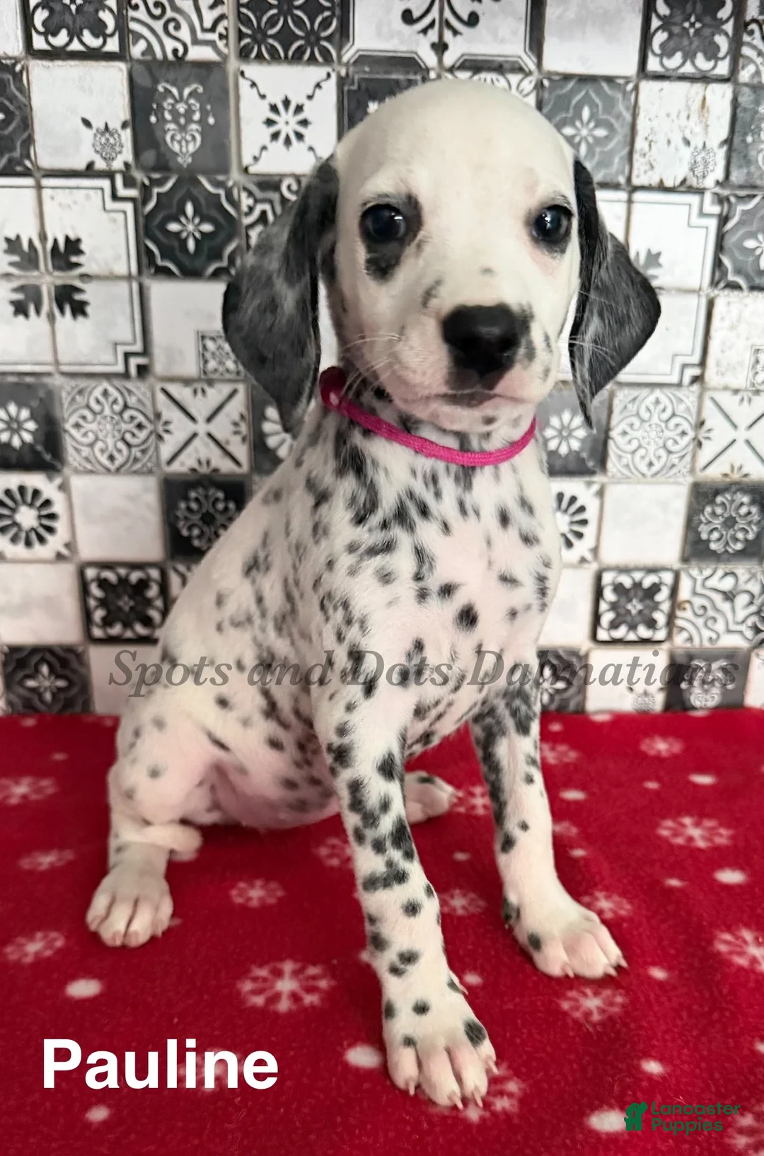 Dalmatian dogs for sale: Pauline - Ad 1