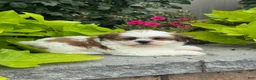 Shih Tzu dogs for sale: Snoopy - Ad 2