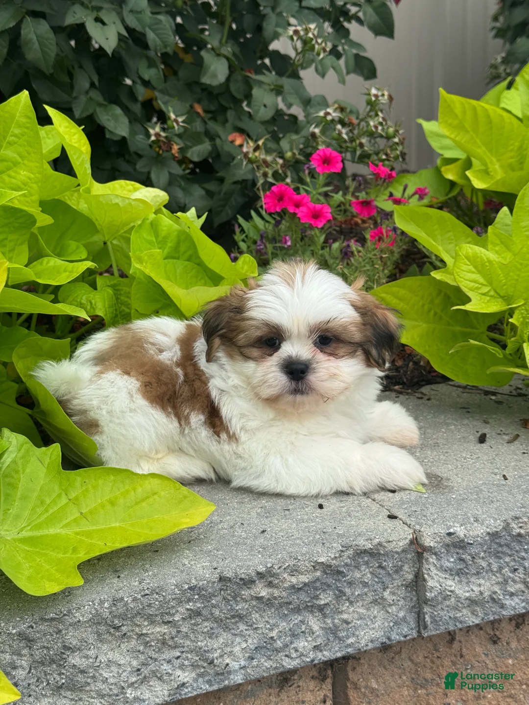 Shih Tzu dogs for sale: Snoopy - Ad 2
