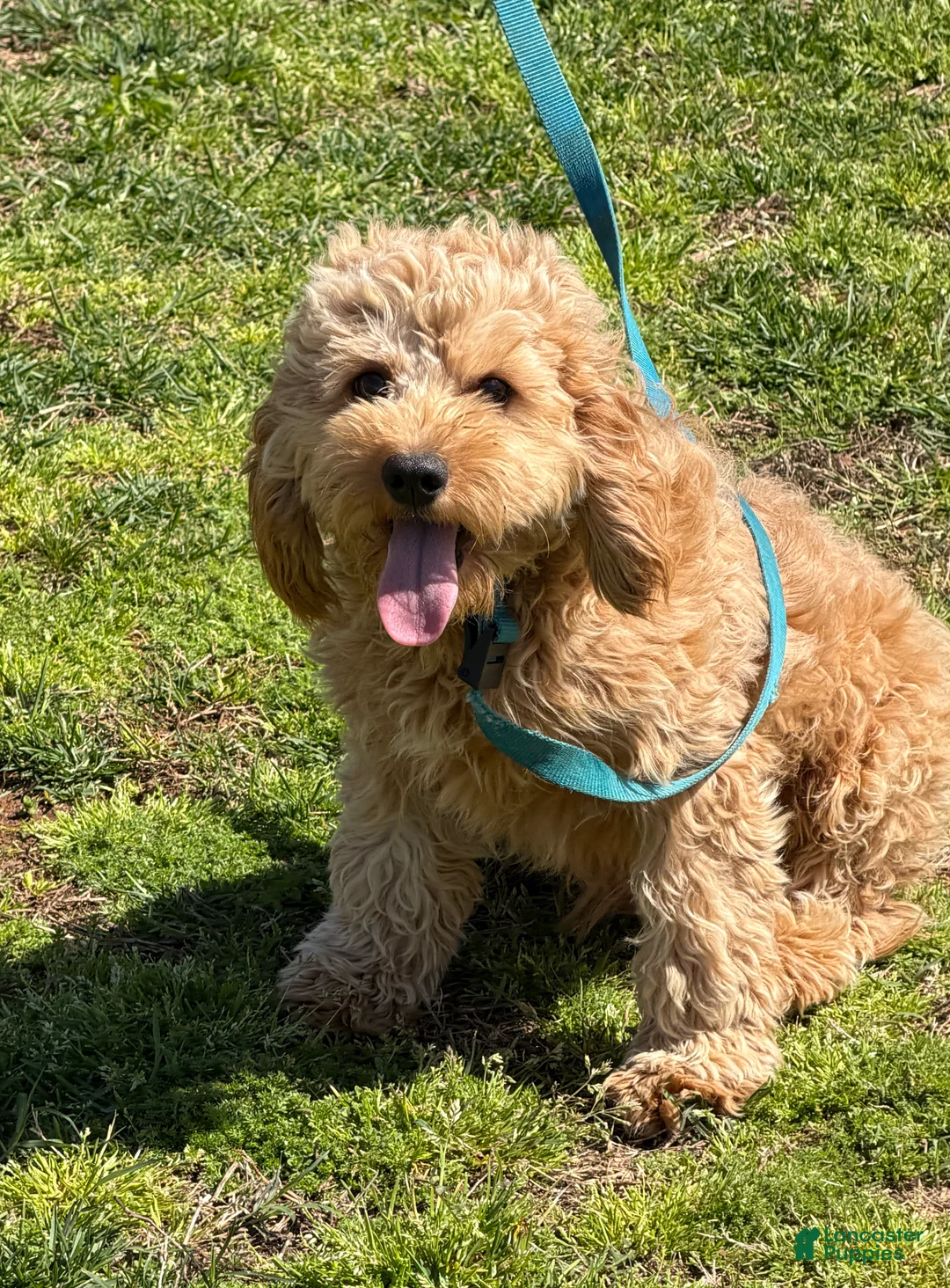 Cavapoo dogs for sale: Oliver - Ad 4