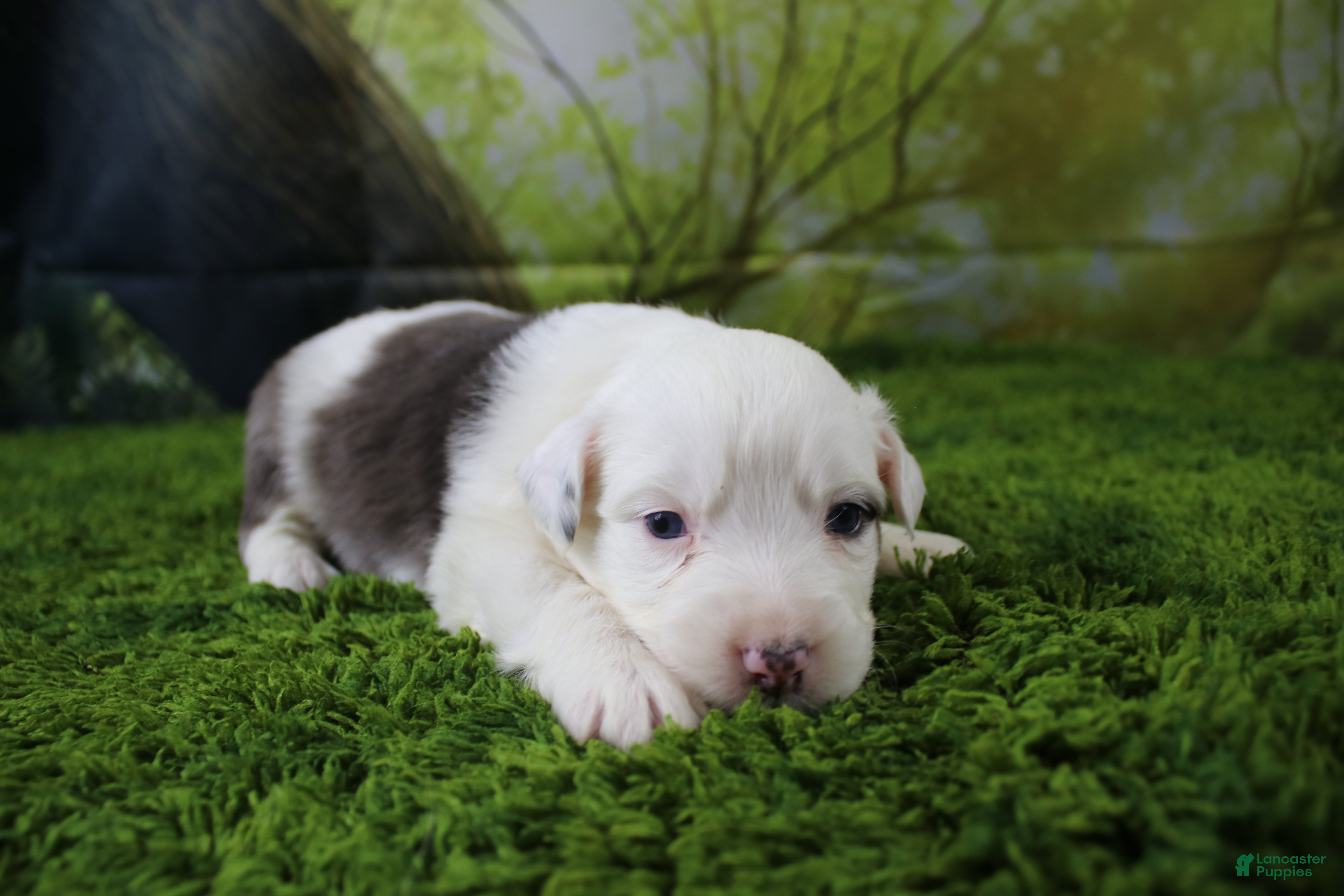 Miniature Australian Shepherd dogs Irene - Ad 7