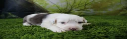 Miniature Australian Shepherd dogs for sale: Irene - Ad 1