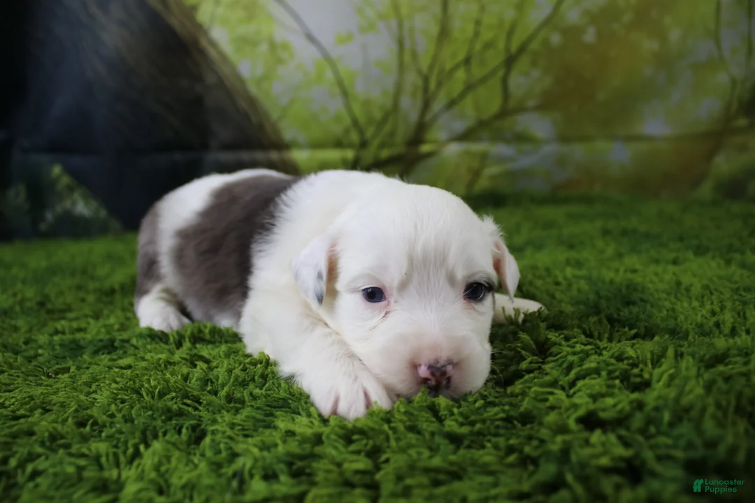 Miniature Australian Shepherd dogs for sale: Irene - Ad 1