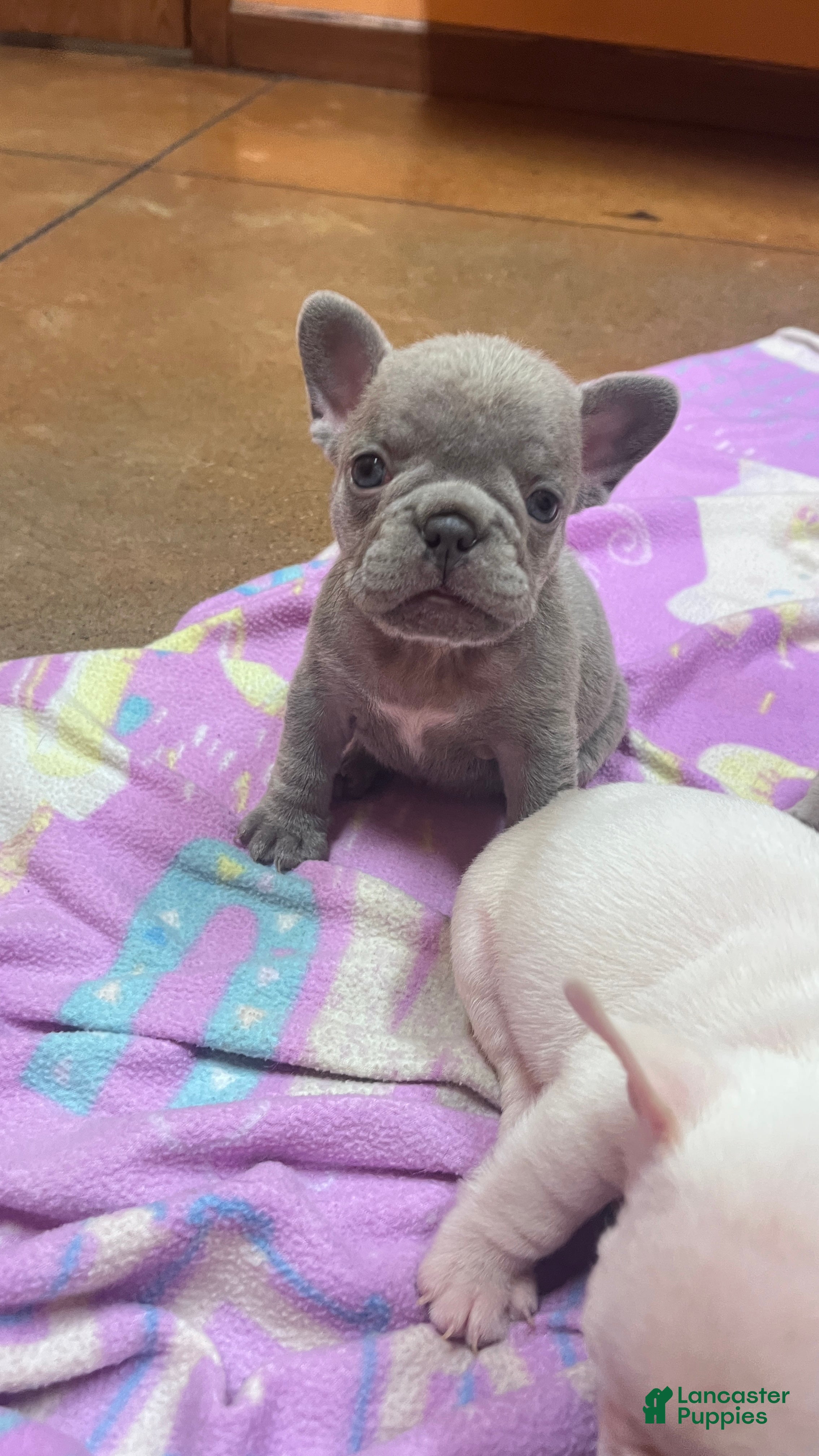 French Bulldog dogs for sale: French Bulldog 5 - Ad 15