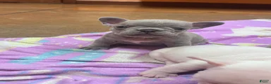 French Bulldog 5