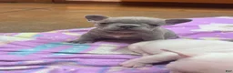 French Bulldog dogs for sale: French Bulldog 5 - Ad 1