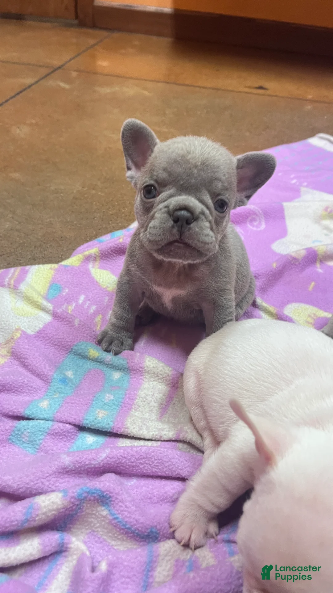 French Bulldog dogs for sale: French Bulldog 5 - Ad 1