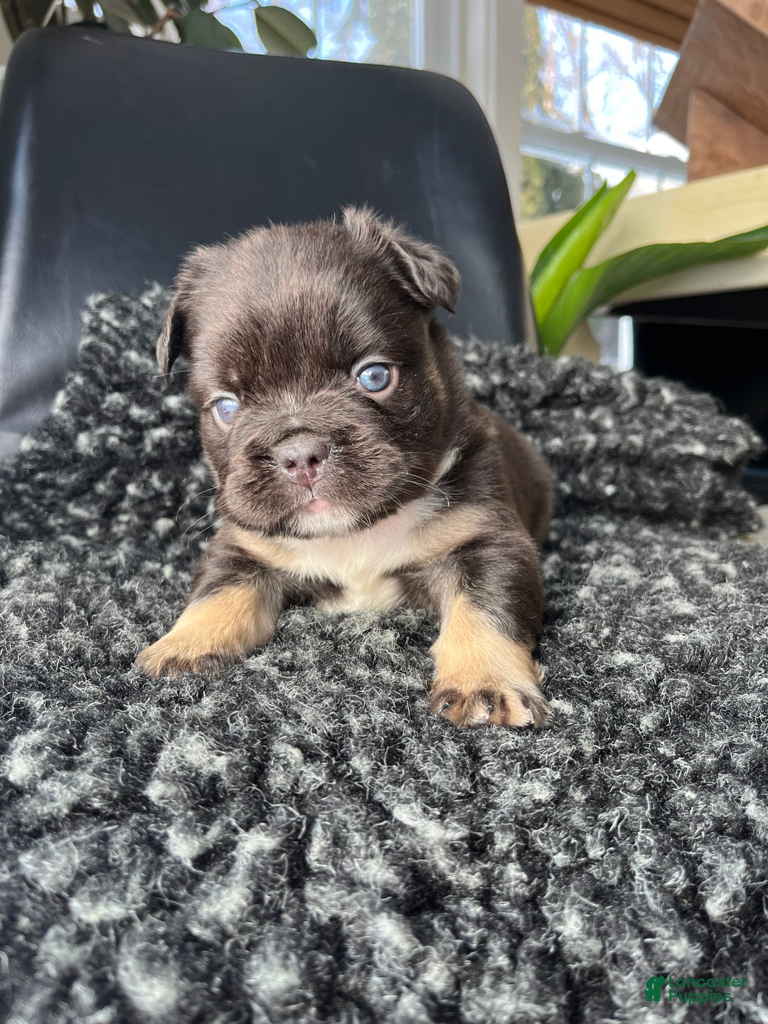 French Bulldog dogs for sale: Bruno - Ad 1