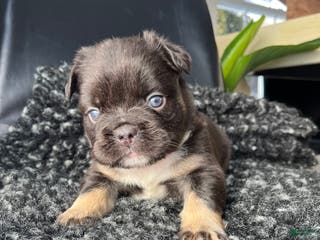 French Bulldog dogs Bruno - Ad 30