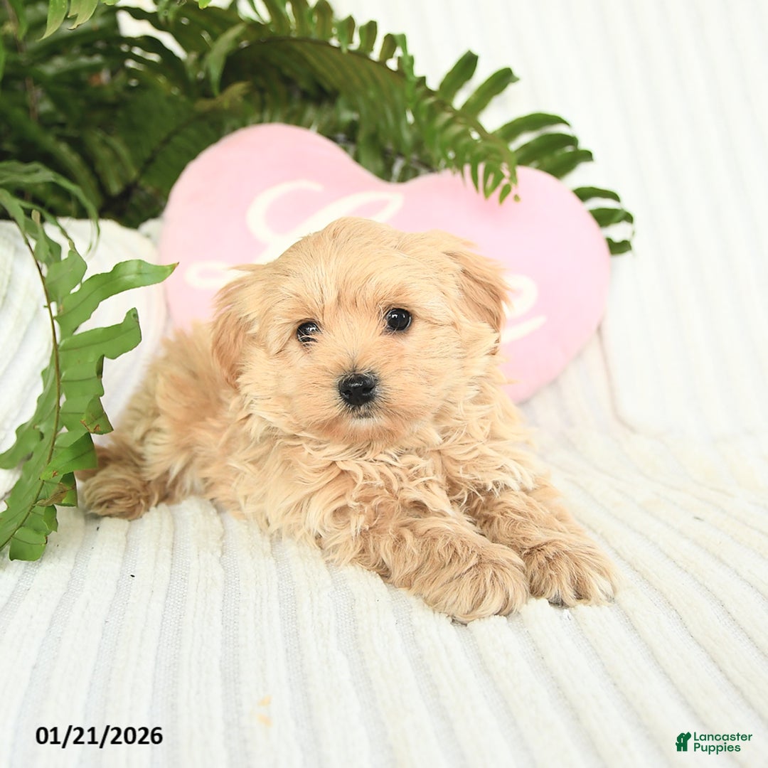 Mixed Breed dogs for sale: Lightning - Ad 2