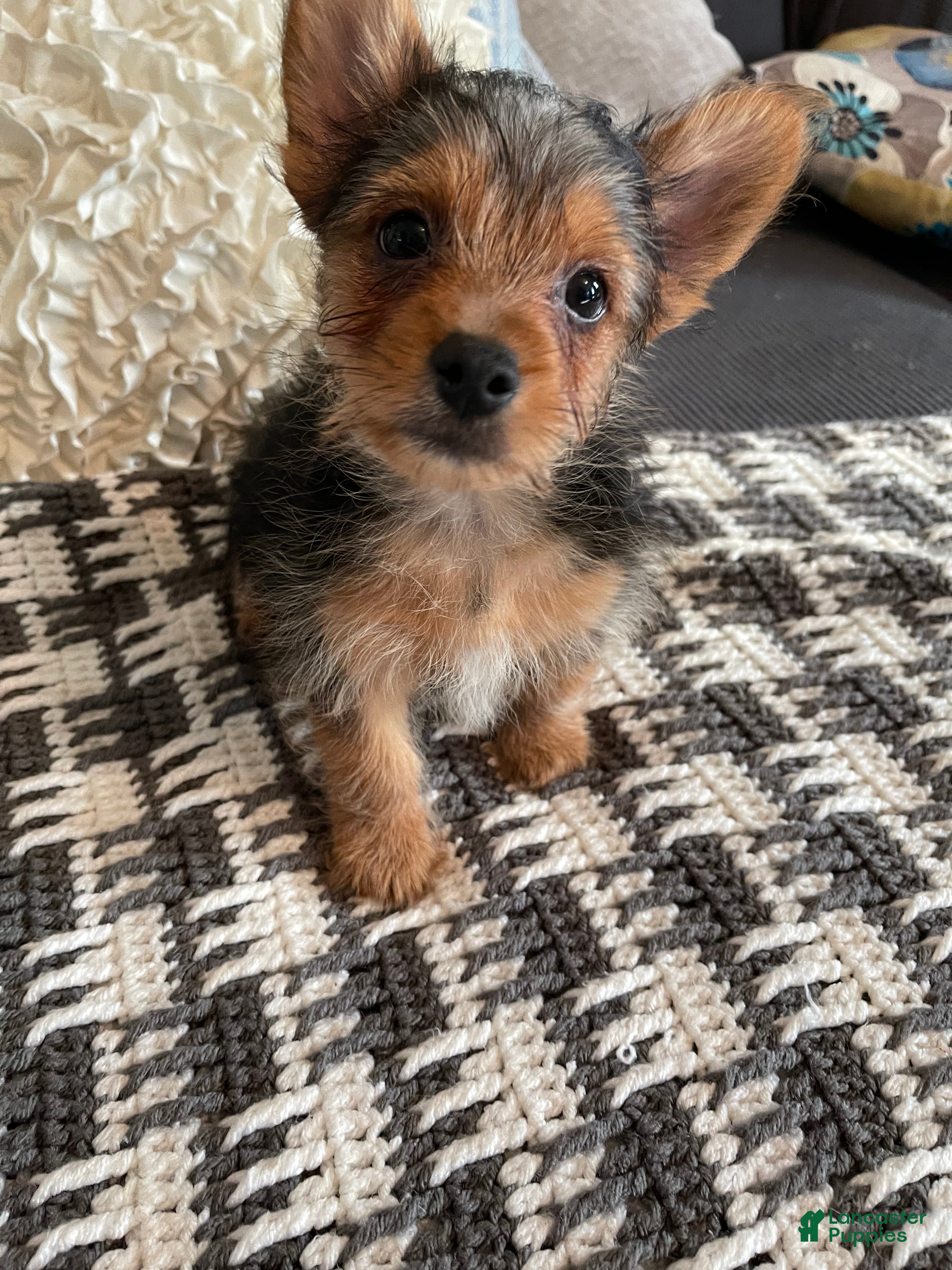 Yorkshire Terrier dogs Yorkshire Terrier 2  - Ad 5