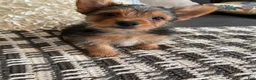 Yorkshire Terrier dogs for sale: Yorkshire Terrier 2  - Ad 1