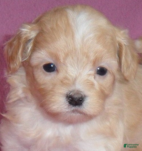 Shihpoo dogs Peaches - Ad 22