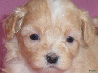 Shihpoo dogs Peaches - Ad 24