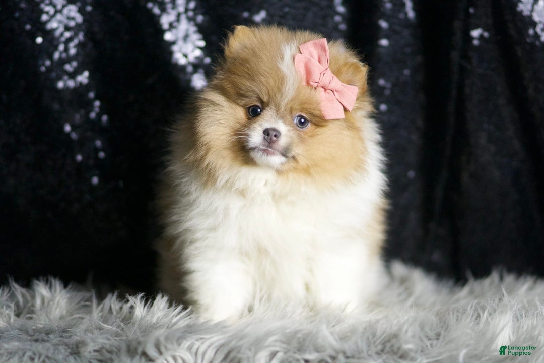 Pomeranian dogs for sale: Ginger - Ad 4