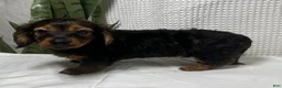 Miniature Dachshund dogs for sale: Trixie  - Ad 10