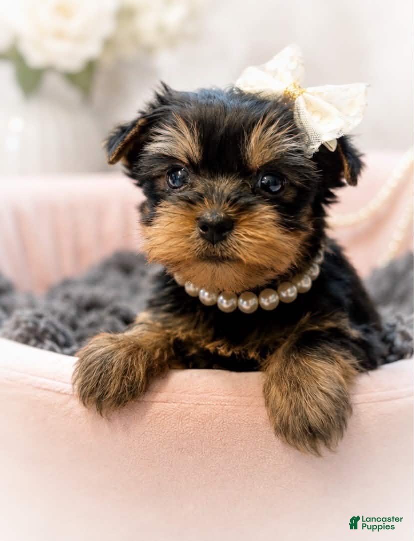 Yorkshire Terrier dogs Pippa 1.4lbs - Ad 32