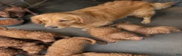 Goldendoodle dogs for sale: Teddy - Ad 7
