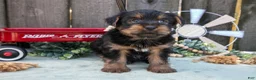 Yorkshire Terrier dogs for sale: Cypress - Ad 4