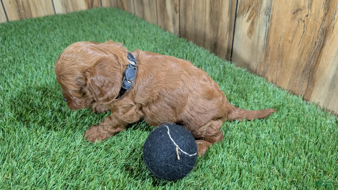 Cavapoo dogs for sale: Sadie Boy 1 - Ad 5
