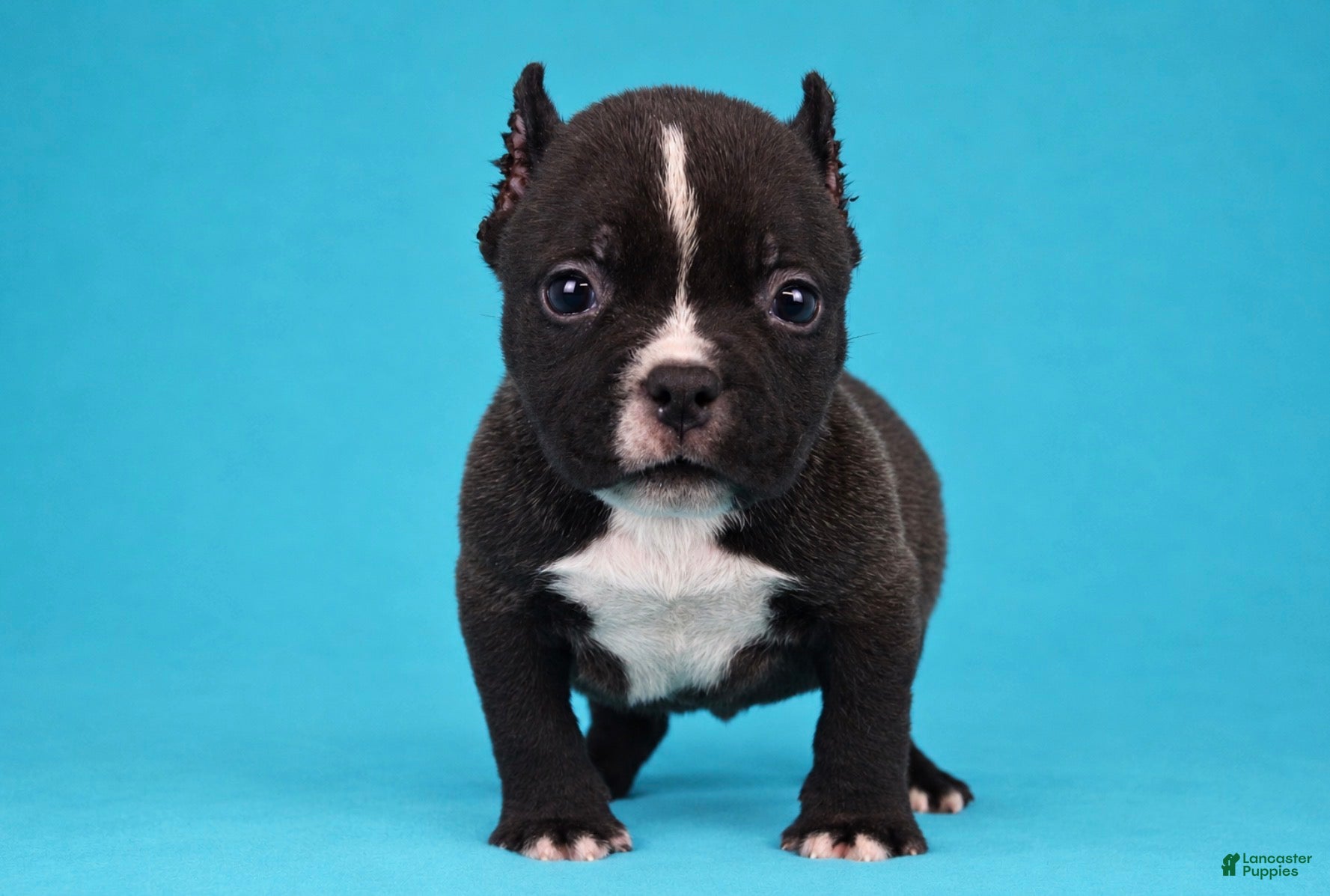American Bully dogs Black Male - Ad 2