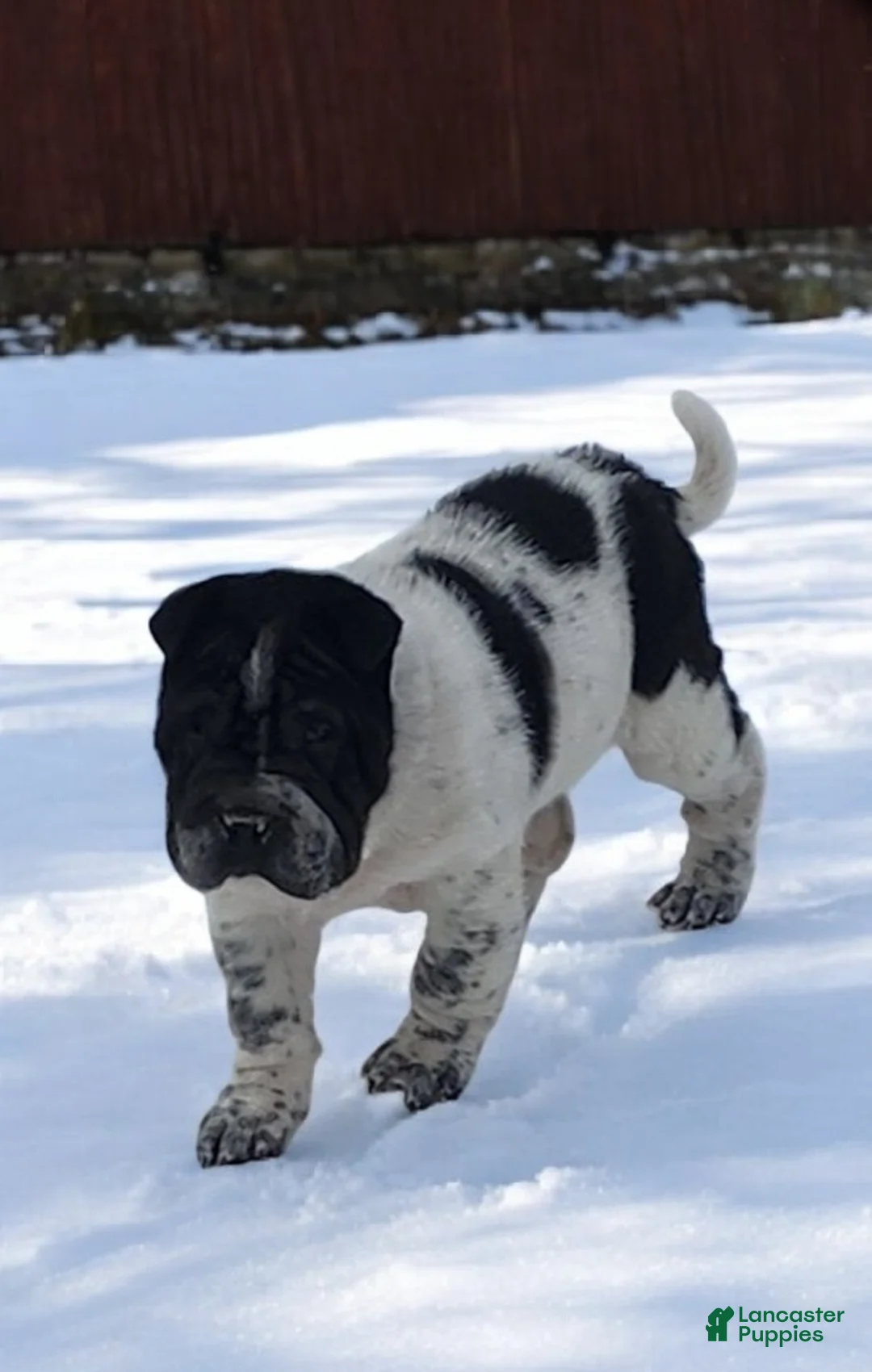 Shar Pei dogs for sale: Oreo black flower mini - Ad 19