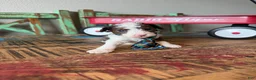 Miniature Poodle dogs for sale: Akc Clear 🧬 tested Blue Merle Phantom Parti boy - Ad 4