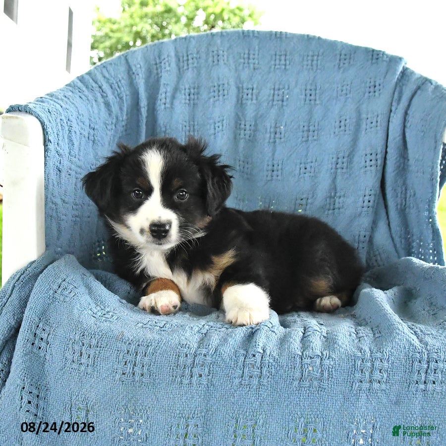 Miniature Australian Shepherd dogs Rocky - Ad 2