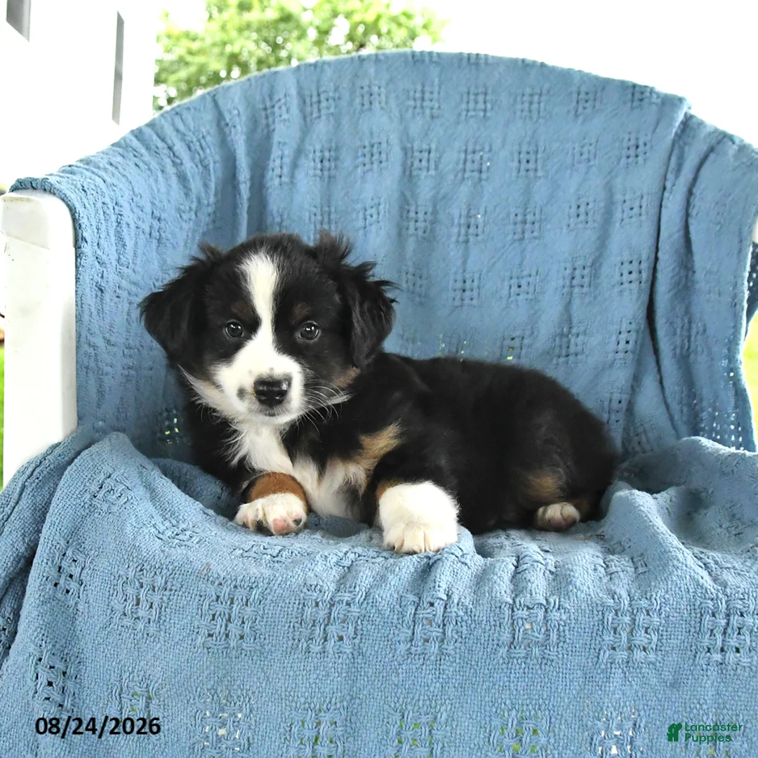 Miniature Australian Shepherd dogs for sale: Rocky - Ad 2