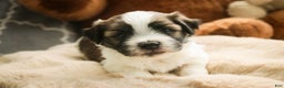 Havanese dogs for sale: Ranger - Ad 6
