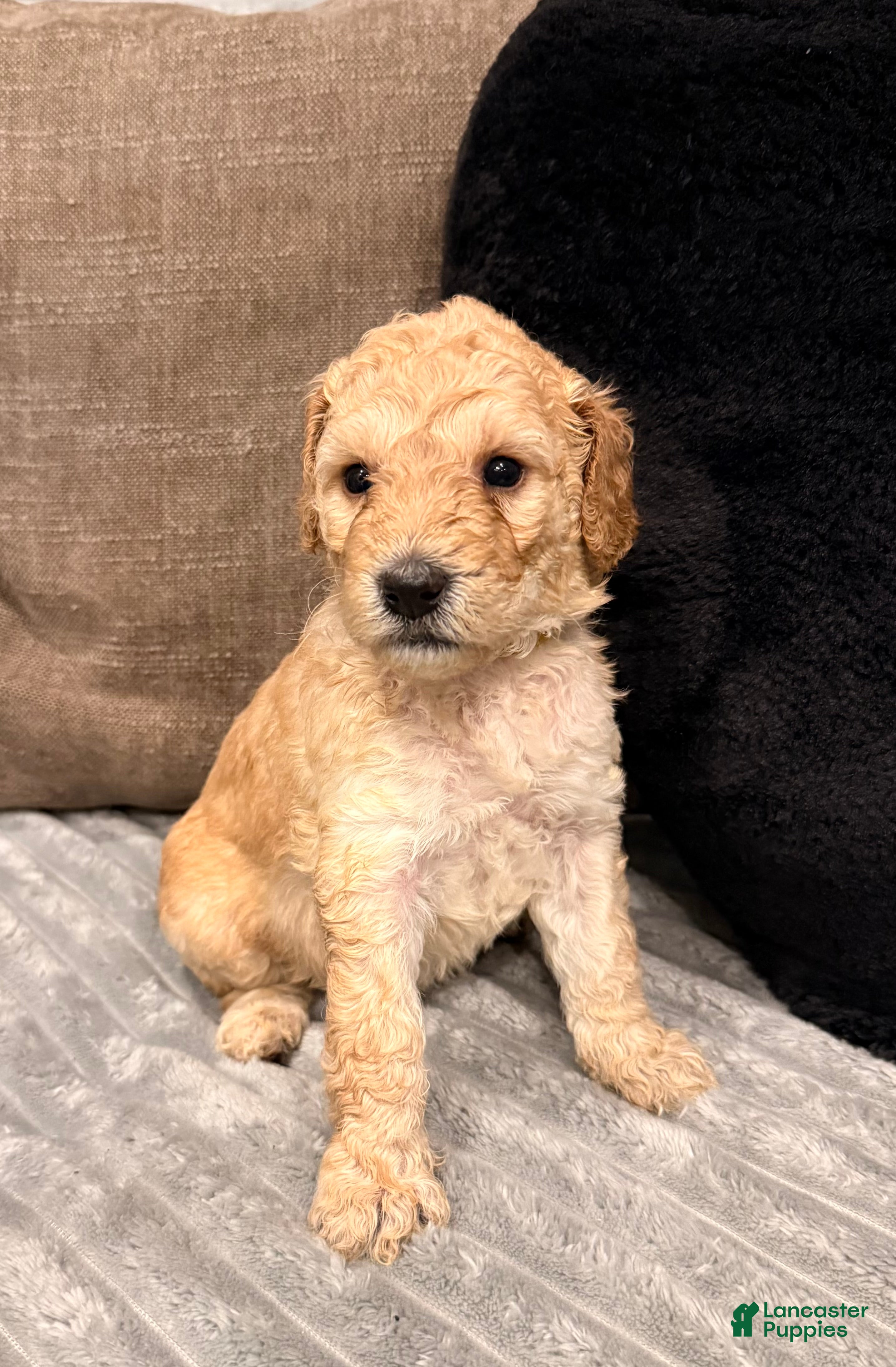 Mixed Breed dogs Mixed Breed Puppy 10 - Ad 18