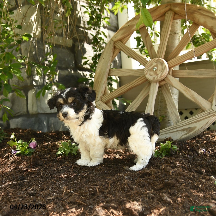Havanese dogs Francis - Ad 2