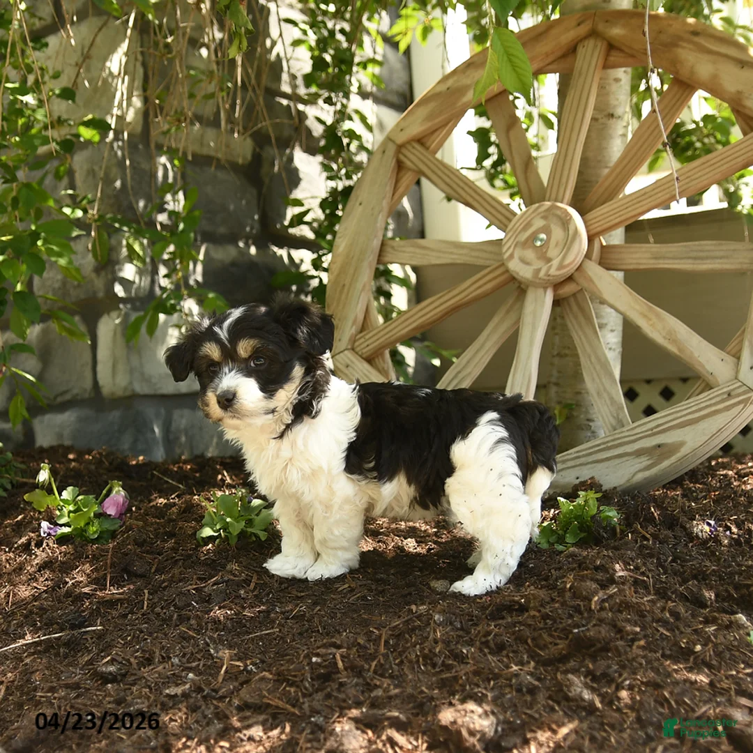 Havanese dogs for sale: Francis - Ad 2