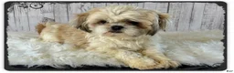 Teddy Bear dogs for sale: Wish Bear - Ad 6