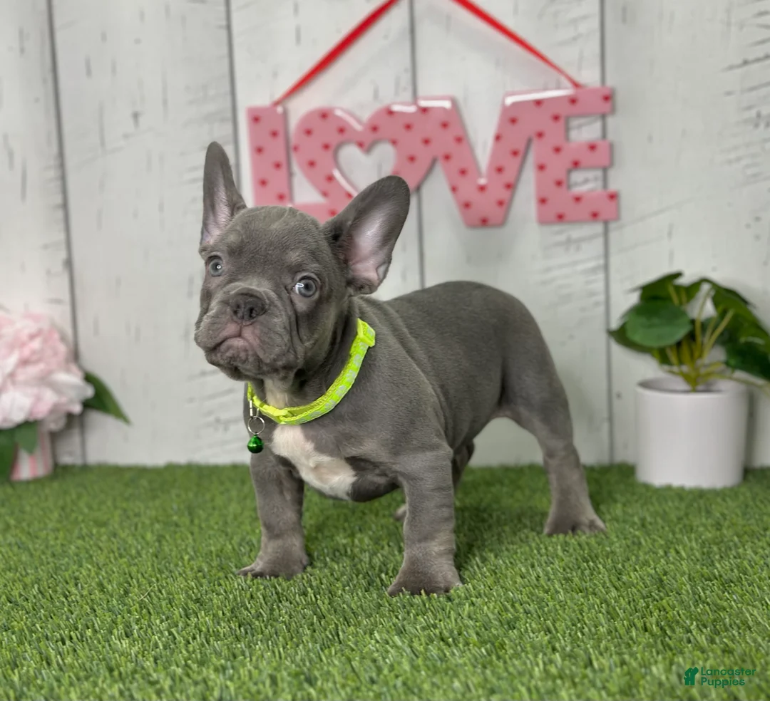French Bulldog dogs for sale: Dallas - Ad 1