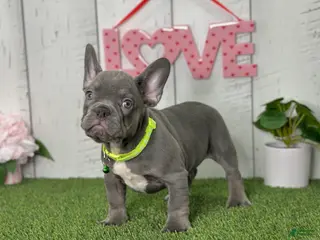 French Bulldog dogs Dallas - Ad 23