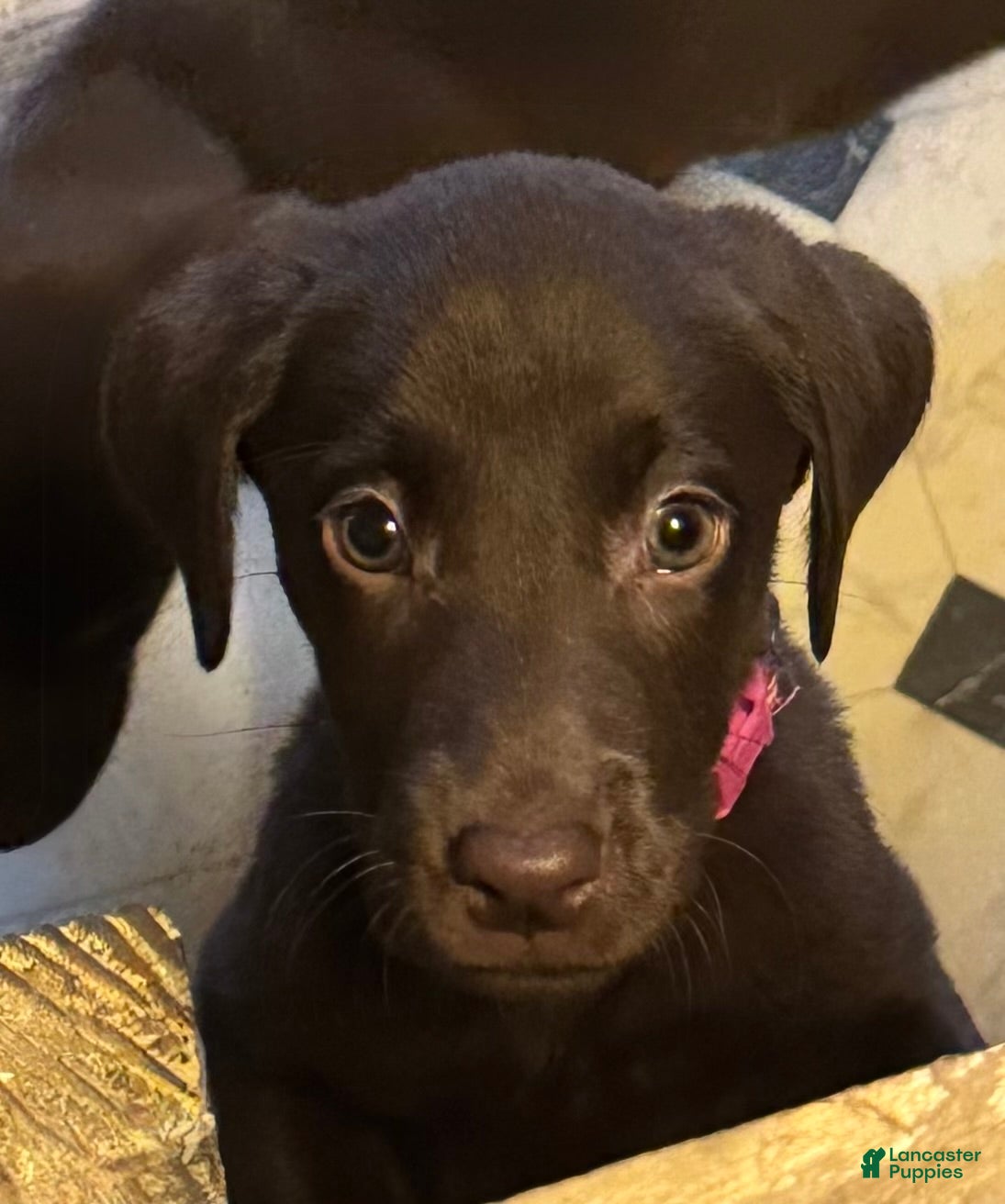 Labrador Retriever dogs Labrador Retriever Pink - Ad 8