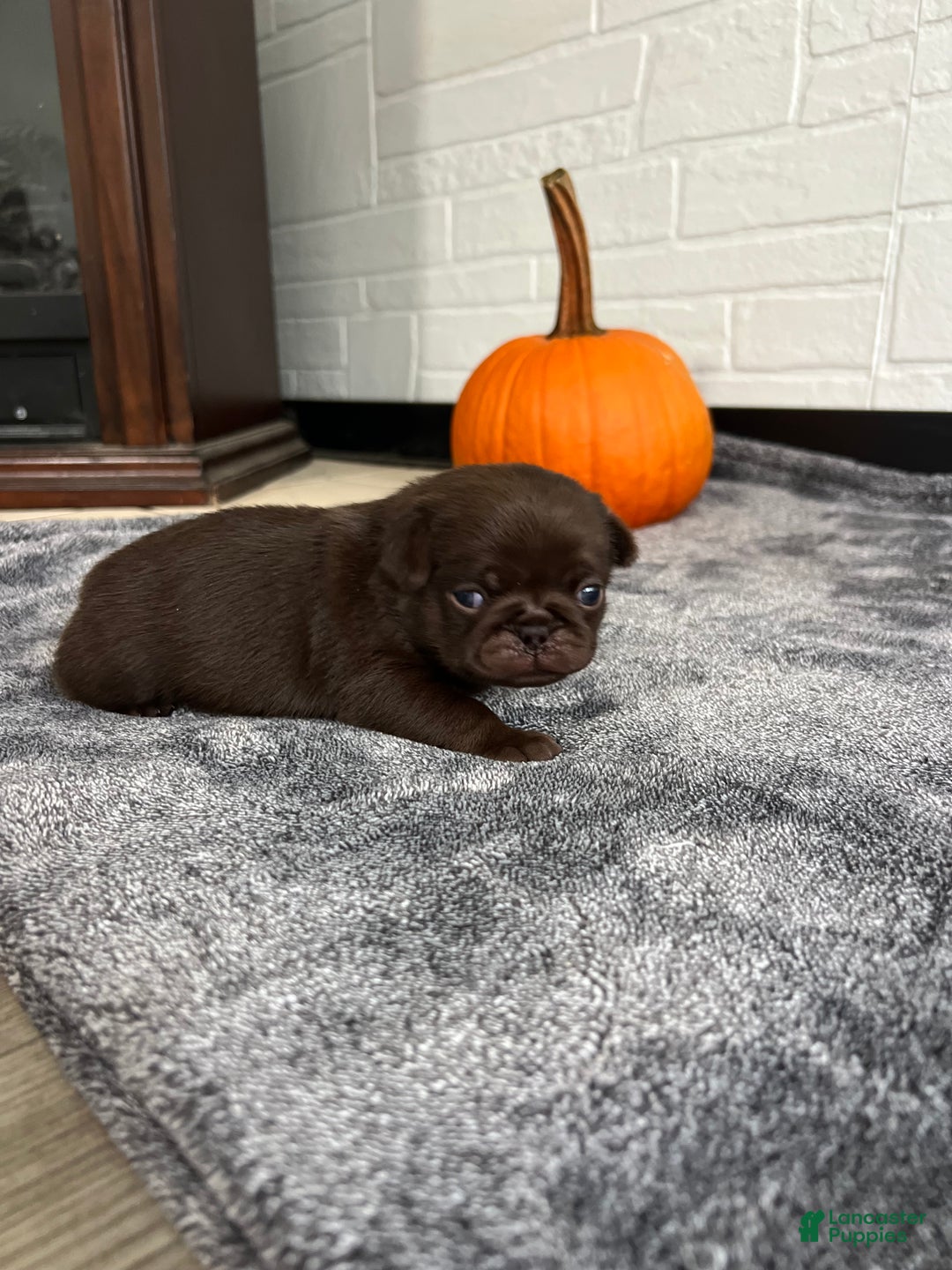 Pug dogs for sale: Chocolate  - Ad 6