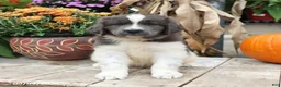 Newfoundland dogs for sale: Mckenzie - Ad 3