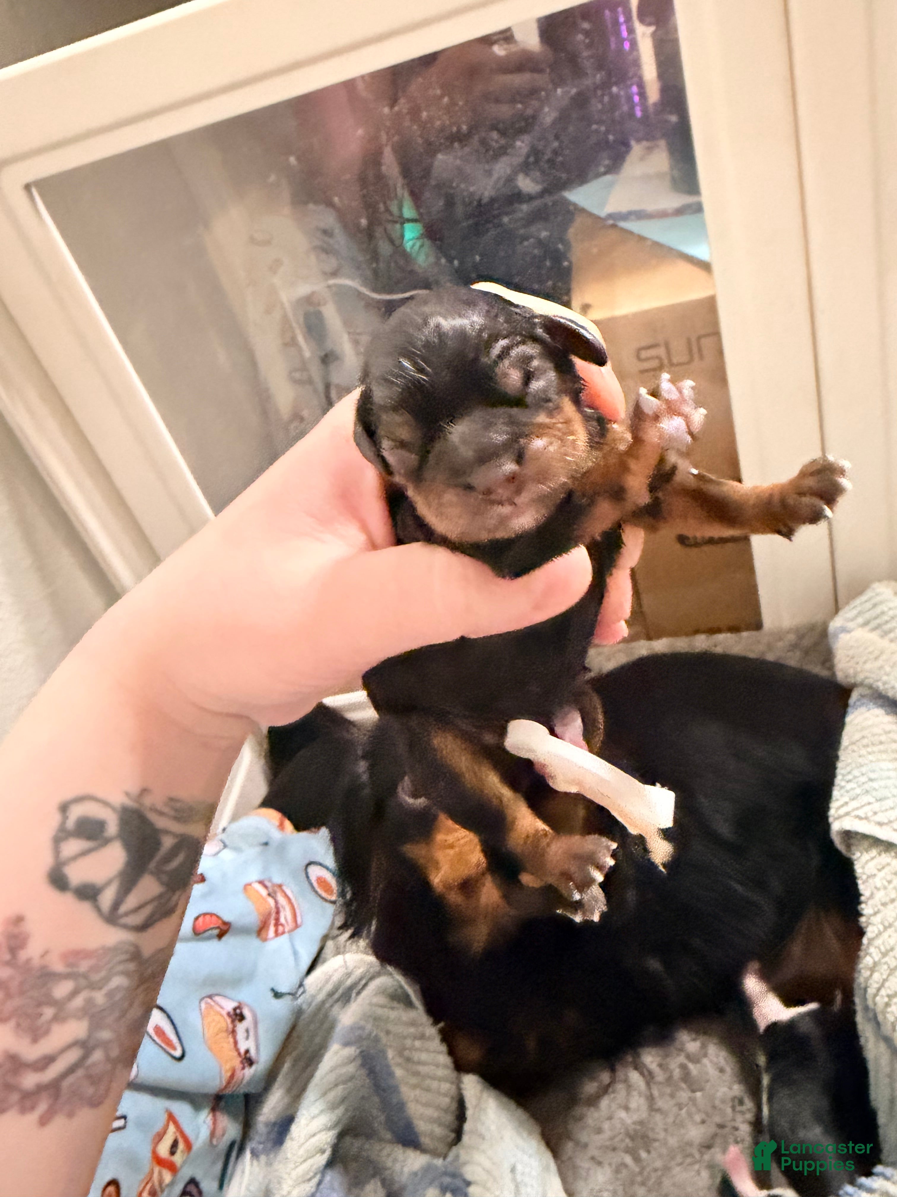 Cavalier King Charles Spaniel dogs Cavalier King Charles Spaniel Puppy 2 - Ad 3