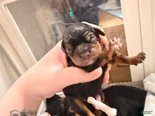 Cavalier King Charles Spaniel dogs Cavalier King Charles Spaniel Puppy 2 - Ad 3