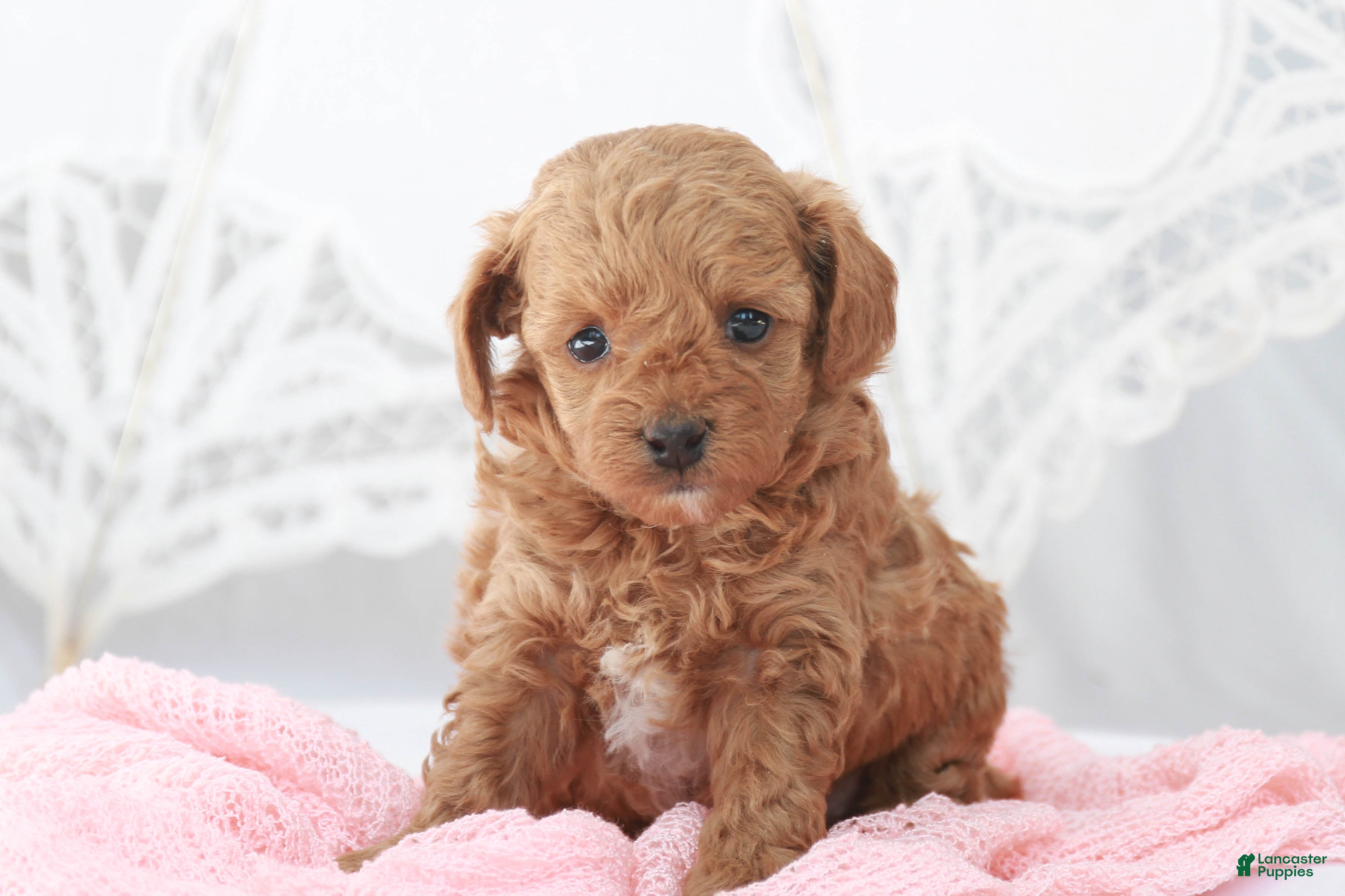Toy Poodle dogs Macy - Ad 1