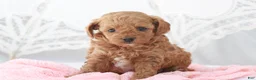 Toy Poodle dogs for sale: Macy - Ad 1