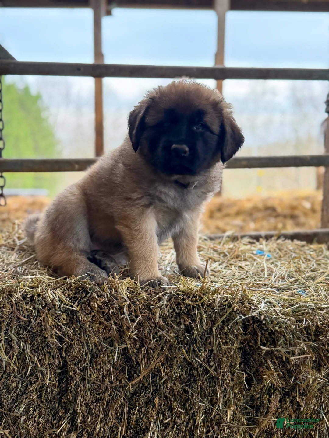 Estrela Mountain Dog dogs for sale: Adalind "Noble Shield" - Ad 2